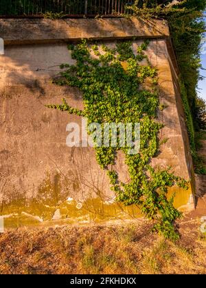 Betonwand mit Moos und Creepers bedeckt Stockfoto