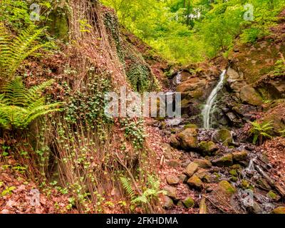 Ein kleiner Wasserfall auf einem Waldbach - lange Exposition. Im Vordergrund mehrere Farnblätter. Stockfoto