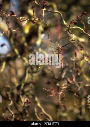 Zweige eines männlichen Corylus avellana 'Red Majestic' mit Katzenwels Im Frühjahr in Großbritannien Stockfoto
