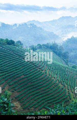 Landschaft von Teeplantagen im Morgennebel, schöne Schichten und Muster von Teeterassen Felder in einem tropischen Wald. Chiang Rai, Thailand. Stockfoto