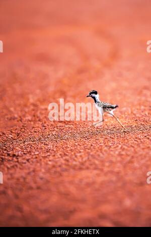 Erster Schritt eines kleinen Vogels auf dem Feldwaldboden im Sommer. Ein rotwattled Kiebitz, das erste Schritte auf dem roten Schotter unternimmt. Stockfoto