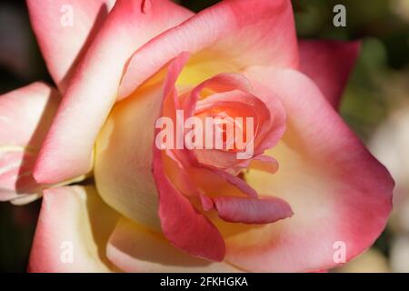 Hellgelbe, weiße und rosafarbene Hybrid-Teerose in Blüte im Frühling in Nordkalifornien Stockfoto
