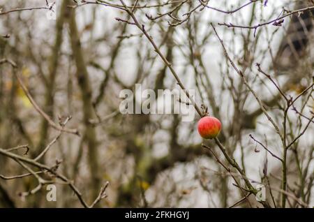 Die restlichen Äpfel im Baumkrone. Novi Sad, Serbien Stockfoto