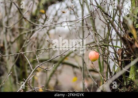 Die restlichen Äpfel im Baumkrone. Novi Sad, Serbien Stockfoto