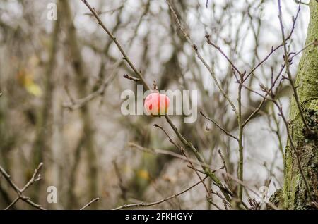 Die restlichen Äpfel im Baumkrone. Novi Sad, Serbien Stockfoto