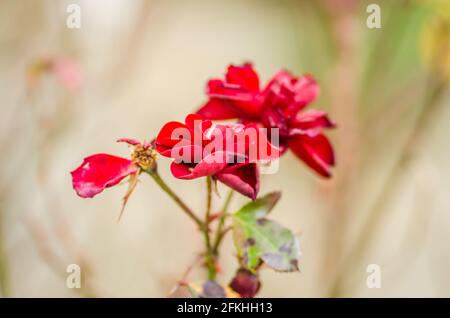 Verwelkte rote Rose am Stamm der Pflanze Stockfoto