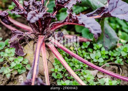 Rüben im Garten für gesunde Ernährung, vegetarisches Menü. Stockfoto