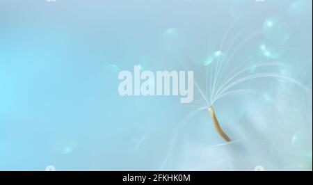 Sonnig abstrakt Pastell Himmel Hintergrund. Dandelionssamen mit leichtem Bokeh. Stockfoto