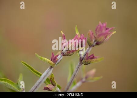 Flora von Gran Canaria - Salvia canariensis, Kanarische Inseln Salbei natürlichen Makro floralen Hintergrund Stockfoto