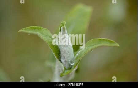 Flora von Gran Canaria - Salvia canariensis, Kanarische Inseln Salbei natürlichen Makro floralen Hintergrund Stockfoto