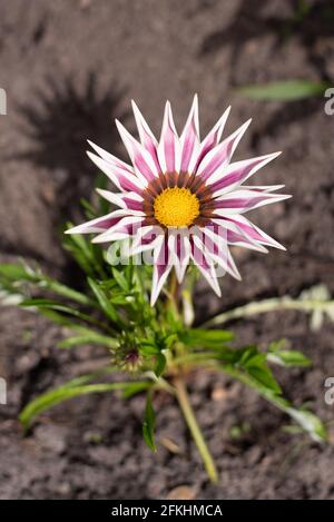 Im Garten wächst rosa und weiße Gatsania-Blume Sommer Stockfoto