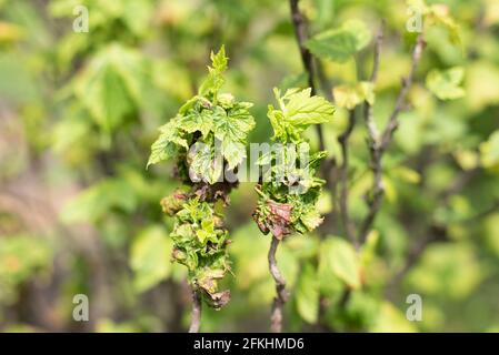 Beschädigte Blätter der Johannisbeergallaphide auf dem Busch im Sommer. Gartenschädlinge Stockfoto