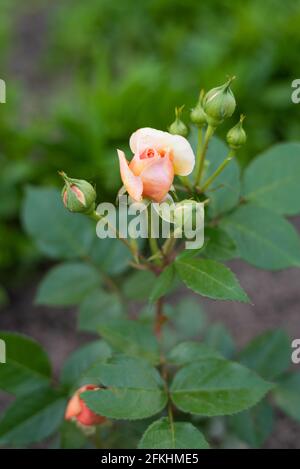 Eine nostalgische Hybride der Chippendale Tea Rose. Eine schöne Knospe von gelb-rosa Rosen im Sommergarten. Rosengarten. Stockfoto