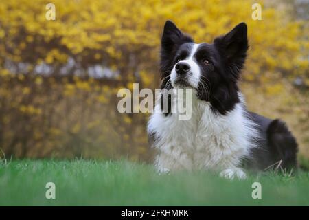 Aufmerksamer Border Collie liegt in Green Lawn im Garten. Niedlicher Schwarz-Weiß-Hund im Gras im Frühling. Stockfoto