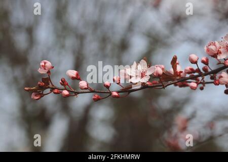 Prunus cerasifera im Frühling im Garten. Blüte und Knospen von Kirschpflaume im Frühling. Nahaufnahme eines Zweiges mit rosa blütendem Baum. Stockfoto