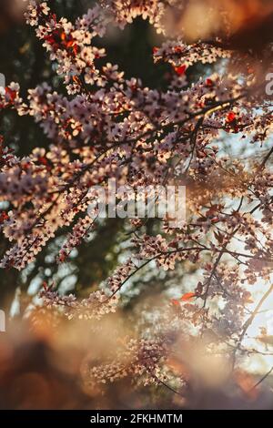 Wunderschöne Aussicht auf Cherry Plum bei Sonnenuntergang. Rosafarbener blühender Baum während der Goldenen Stunde. Verträumter und romantischer Frühlingsbaum. Stockfoto