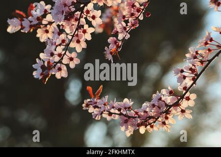 Schöne blühende Myrobalan-Pflaume während der Goldenen Stunde in der Natur. Rosa Kirschpflaume im Garten. Blühender Baum im Frühling. Stockfoto