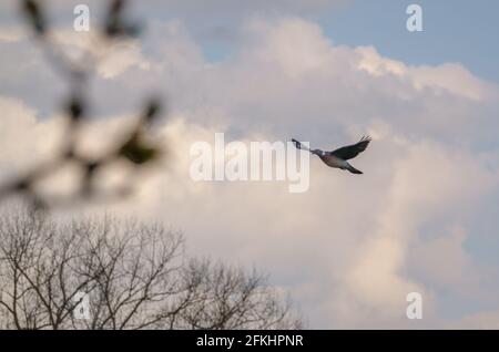 Holztaube im Vollflug unter einem wolkigen Frühlingshimmel Stockfoto