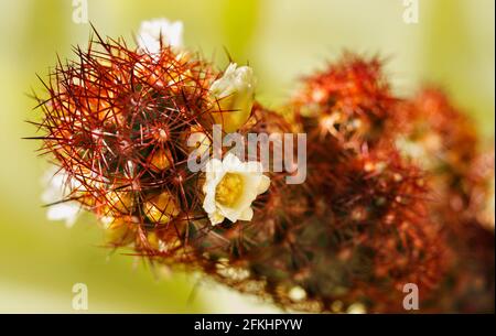 Mammillaria elongata Pflanze -Gold Spitzen Kaktus oder Dame Finger Kaktus - , Pflanze mit ovalen Stielen bedeckt mit braunen Stacheln mit Gelbe Blüten Stockfoto