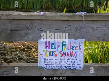 Figgate Park, Edinburgh, Schottland, UK Wetter. Mai 2021. Eine Mahnwache ist vor Ort, um den 22-jährigen Mute Swan Bonnie zu schützen. Am 20. April kam es ihrem Partner Clyde the Cob nicht gut nach einem großen Kampf mit dem neuen Männchen, das auf der gegenüberliegenden Insel brütet, verletzt und unter arthritischen Bedingungen litt, musste SPCA ihn einschläfern. Im Bild: Ein Schild von Figgate Friends @Figgate · Community, das vor der Gefahr durch andere Wildtiere oder Menschen warnt, die Bonnie dazu bringen könnten, ihr Nest und ihre Eier zu verlassen. Stockfoto