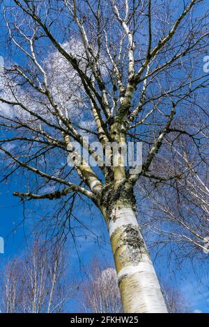 Betula utilis Baum im Winter mit einem blauen Himmel, der allgemein als Himalaya Birke bekannt ist und eine weiße Rinde hat, Stock Foto Bild Stockfoto