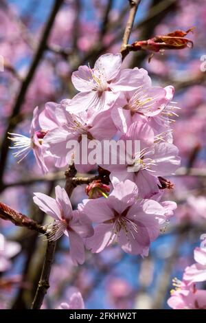 Prunus sargentii eine frühlingsblühende Kirschbaumpflanze mit rosa Blütenblüten in der Frühjahrssaison, die allgemein als Sargent-Kirsche bekannt ist Stockfoto