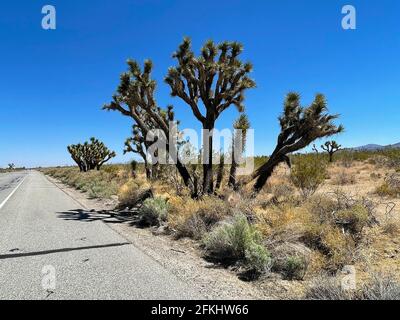 USA, Joshua Bäume entlang der Straße in einer wüstenähnlichen trockenen Landschaft Stockfoto