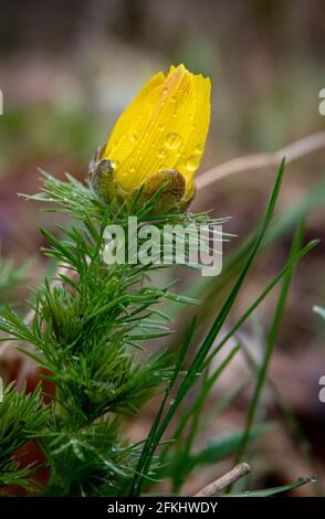 Schöne gelbe Frühlingsblumen das Auge von Pheasant, Adons Vernalis Stockfoto