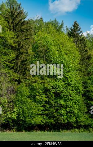 Schöne Natur im Frühling im grünen Wald Stockfoto