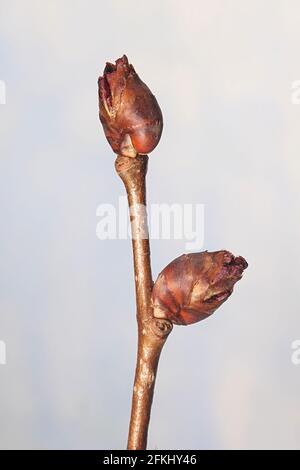 Ulmus laevis, Europäische Weißelme, Knospen im Frühjahr Stockfoto