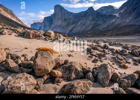 Südwestwand des Mt. Thor, die höchste senkrechte Klippe der Erde, an einem schönen Tag des arktischen Sommers. Wandern im wilden, abgelegenen arktischen Tal des Akshayuk Pas Stockfoto
