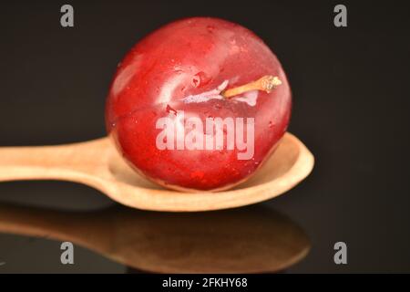 Eine frische, saftige, organische rote Pflaume mit einem Löffel aus einem Baum, aus nächster Nähe, auf schwarzem Hintergrund. Stockfoto