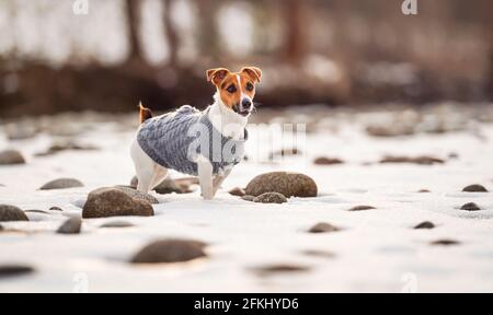 Die kleine Jack Russell Terrier in ihrem gestrickten Wintermantel steht auf einem schneebedeckten Feld in der Nähe des Flusses, wenige Steine sichtbar, Blick von der Seite Stockfoto