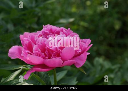 Paeonia Prinzessin Margaret. Doppelte rosa Pfingstrose Blume. Paeonia lactiflora (chinesische Pfingstrose oder gemeinsame Gartenpfeonie). Eine Blume. Stockfoto