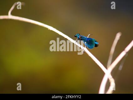 Schillernder blauer, gebänderter demoiselle damselfly (Calopteryx splendens), der auf einem Zweig über einem Bach steht. Stockfoto