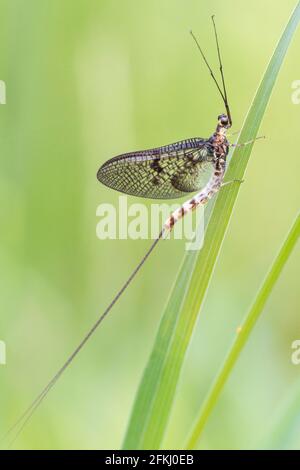 Die grüne drake oder grüne drake Mayfly - Ephemera danica, ist eine Art von Mayfly in der Gattung Ephemera Stockfoto