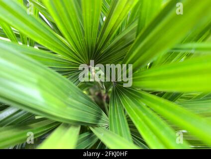 Natürliche tropische grüne Palmenblätter. Abstrakter Hintergrund der Textur. Makro Natur Hintergrund. Nahaufnahme. Verworrene, verworrene Naturfotografie. Stockfoto