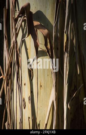 Nahaufnahme des Baumstamms von Eucalyptus grandis (überschwemmtes Gummi, Rosengummi). Glatte, silbergraue Rinde, mit abblätternder, grau-brauner, älterer Rinde. Sommer, Australien. Stockfoto
