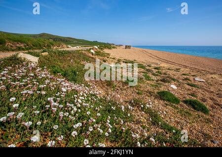 Sea Campion wächst im Kiesel des Naturreservats von Kesil Beach, Dorset, England Stockfoto