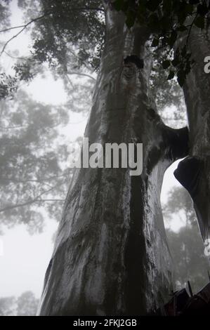 Schimmernder nasser Stamm von überflutetem Gummi (Rosengummi, Eukalyptus grandis), neblig, nasses Wetter, subtropischer Regenwald im Flachland, Tamborine Mountain, Australien. Stockfoto