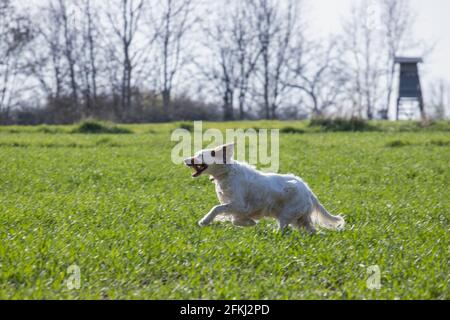 Hund läuft auf der Wiese, Setter in Aktion Stockfoto