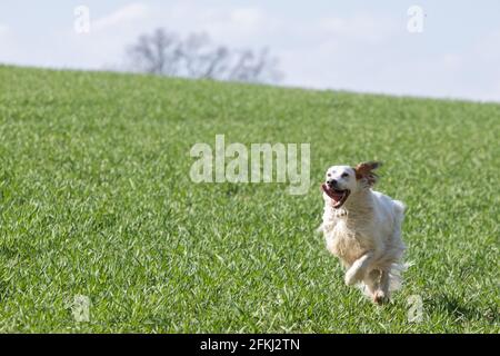 Hund läuft auf der Wiese, Setter in Aktion Stockfoto