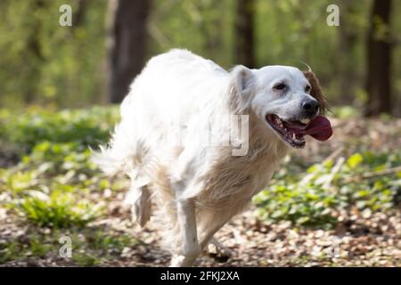 Hund läuft auf der Wiese, Setter in Aktion Stockfoto