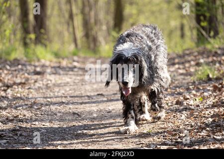 Setter Hund sieht müde aus, Walking Hund ist auf dem Weg in den Wald zu Fuß Stockfoto