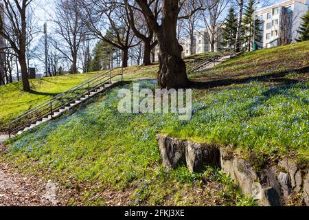 Frühlingsblumen im Stadtpark am Frühlingstag Stockfoto