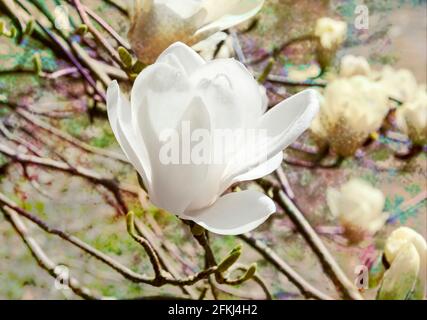 Magnolia Denudata in voller Blüte an einem sonnigen Frühlingsdatum. Die zarten weißen Blüten werden durch Frost leicht beschädigt Stockfoto