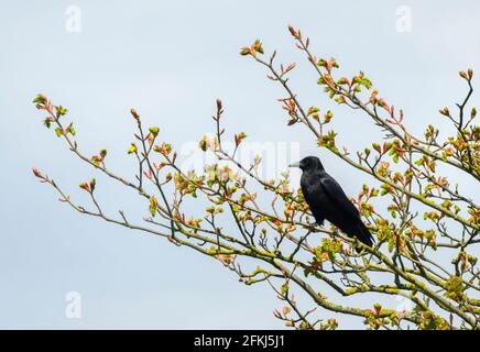 Eine einsame Carrion Crow (Corvus corone), die in den Zweigen eines Sycamore-Baumes (Acer pseudoplatanus) thront und gerade in Blätter münden wird Stockfoto