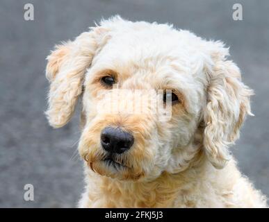 Schöner traurig aussehender beige gefärbter Labradoodle Hund Stockfoto