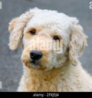 Schöner traurig aussehender beige gefärbter Labradoodle Hund Stockfoto