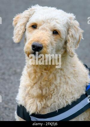 Schöner traurig aussehender beige gefärbter Labradoodle Hund Stockfoto